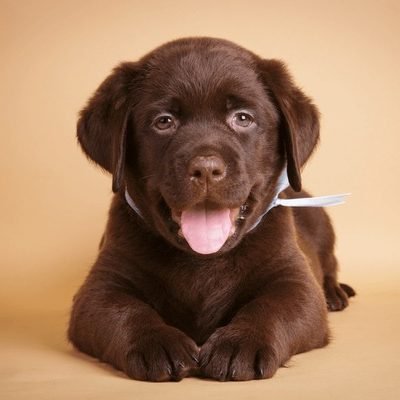 smiling-happy-chocolate-labrador-retriever-600nw-297513209 smiling-happy-chocolate-labrador-retriever-600nw-297513209